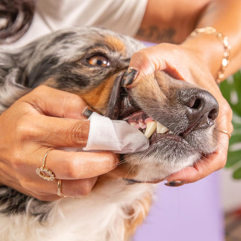 Pet Dental Wipes by SKOUT'S HONOR