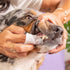 Pet Dental Wipes by SKOUT'S HONOR