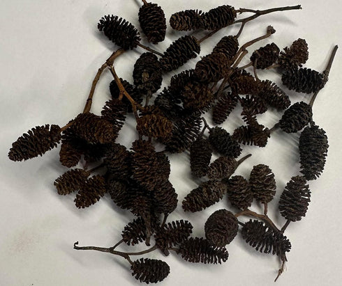 Awesome Aquatic Alder & Casuarina Cones, Betta Shrimp Tank, Promotes Natural Habitat (50 Pack Alder)