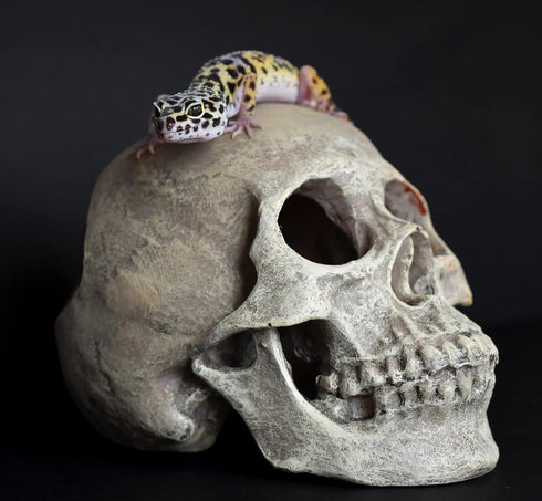 Komodo Realistic Full Human Skull Ornament for Reptile Terrarium or Aquarium Decoration, 4.3"x 7.2"x 4.1"