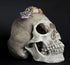 Komodo Realistic Full Human Skull Ornament for Reptile Terrarium or Aquarium Decoration, 4.3"x 7.2"x 4.1"