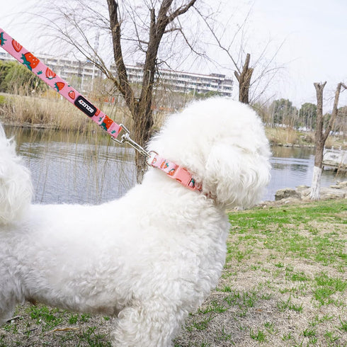 azuza Dog Collar and Leash Set - Cute Strawberry Patterns on Pink Nylon Collar and Matching Leash