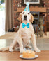 PET SHOW Dogs 1st Birthday Hats and Bandanas Set - Photo Props for 1-Year-Old Cats and Dogs (Blue)