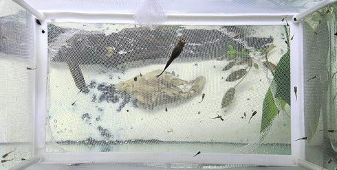 Large Fish Breeder Net with Suction Cups, Nylon Mesh Isolation Box for Fish/Plants/Shrimp