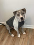 Tooth & Honey Dog Shirt for Medium Dogs – Grey Breathable Cotton & Spandex Pullover with Full Underbelly Coverage