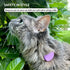CollarDirect Airtag Cat Collar with ID Cat Tag and Bell - Breakaway Nylon Cat Airtag Collar for Kitten Small Big Cat - Cat Collar with Airtag Holder and Pet Tag for Boy Girl Cat (Violet, XS)