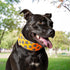 Reflective Dog Collar - Fluorescent Blaze Orange with Adjustable Fastener for Small, Medium & Large Pets, High