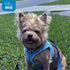 Best Pet Supplies No Pull Harness for Small, Medium Dogs, Cats - All Weather Mesh, Reflective, Baby Blue, XS