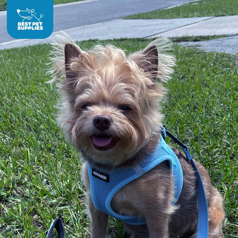 Best Pet Supplies All Weather Mesh Reflective No Pull Harness for Small Medium Dogs, Cats - Baby Blue, Size L