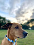 Shaka's Salty Paws Dog Collar, Small Medium Large, Blue Floral Hawaiian Print, Adjustable 10-16"