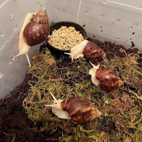 Generic 20- 50g Snail Egg Incubation Kit + Snail Feed