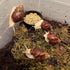 Generic 20- 50g Snail Egg Incubation Kit + Snail Feed