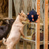 Generic Horse Carrot Feeder, Equine Treat Ball with Velvet Material for Stall Stable Farm Field, Interactive Boredom