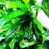 20+ Live Java Fern Plant - Leaves for Aquatic Decor