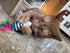 Smokey's Stash Catnip Filled Cat Toys, Sisal Mouse and Ball