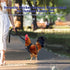 Chicken Harness Hen Size with 6ft Matching Leash - Adjustable, Comfortable, Breathable, Black for Chickens up to 6.6