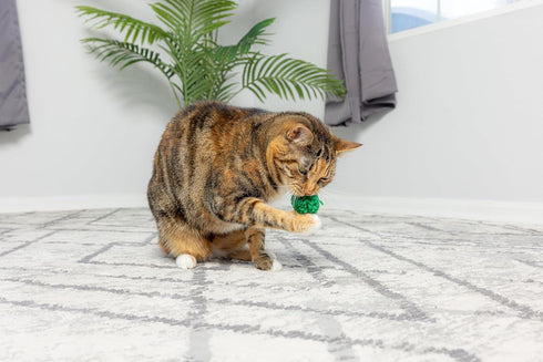 SPOT Wool Pom Poms Cat Toy - Interactive Catnip Wool Balls for Cats and Kittens to Bite, Swat and Chase, 4 pcs, 1.5 inch