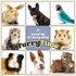 Pet Glove Wipes for Dog & Cat Cleaning, 30 Gloves, Hypoallergenic Dry Bath for Puppy, Kitten, and Coat Care