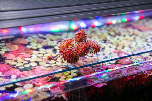 Generic 250+ Handpicked Alder Cones from Alaska - Natural Biofilm Source & Aquarium Botanical | Neocaridina Shrimp