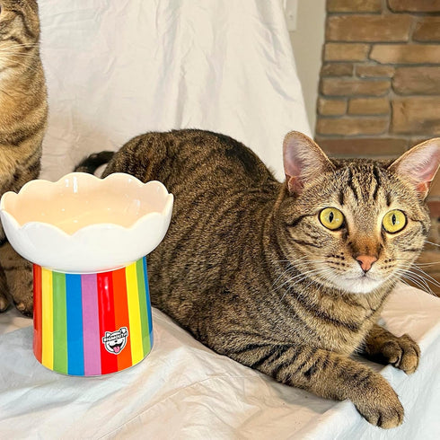 BigMouth Inc Rainbow Elevated Cat Bowl - Raised Ceramic Feeder for Small Dogs and Cats
