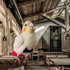 Magnoloran 80in Bird Diapers with Bow Bird Harness Tuxedo Flight Suits with Flying Leash Parrot Nappy with Waterproof