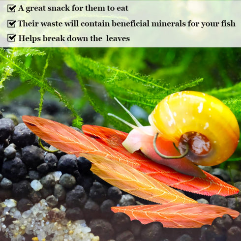SunGrow 50 Pack Catappa Indian Almond Leaves, Mini Raw Dried Leaf for Snails, Crayfish, Fish Tank Aquarium