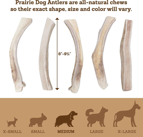 Prairie Dog Antlers, North American Split Antler, Large, Naturally Shed, Nutrient Rich, 6-7.5 inches