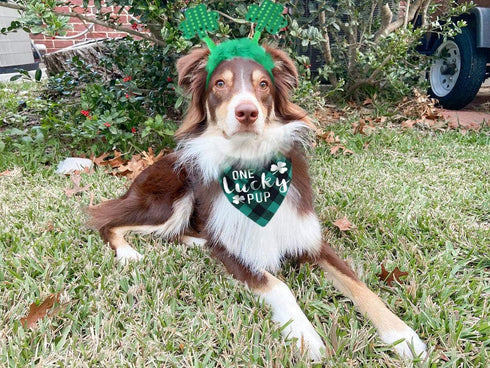 St Patricks Day Dog Costume - Green Shamrock Headband and Buffalo Plaid Pet Bandana