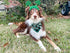 St Patricks Day Dog Costume - Green Shamrock Headband and Buffalo Plaid Pet Bandana