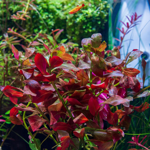SubstrateSource Live Plant - Ludwigia Ovalis - Easy Care, Moderate to High Light, Green to Orange Accent, Freshwater