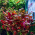 SubstrateSource Live Plant - Ludwigia Ovalis - Easy Care, Moderate to High Light, Green to Orange Accent, Freshwater