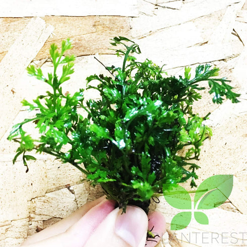 PLANTEREST Bolbitis BUY2GET1FREE Heudelotii Variegated Difformis Clump African Water Fern Live Aquarium Plant