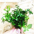 PLANTEREST Bolbitis BUY2GET1FREE Heudelotii Variegated Difformis Clump African Water Fern Live Aquarium Plant