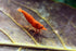 Swimming (20, (5 Creatures Premium Neocaridina Shrimp Freshwater Aquarium Shrimp Premium Mix Colors))