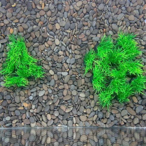 Smoothedo-Pets 20 Pieces Small Plastic Aquarium Plant Decoration, 1" Tall Mini Grass Set for Fish Tank (Green-C)