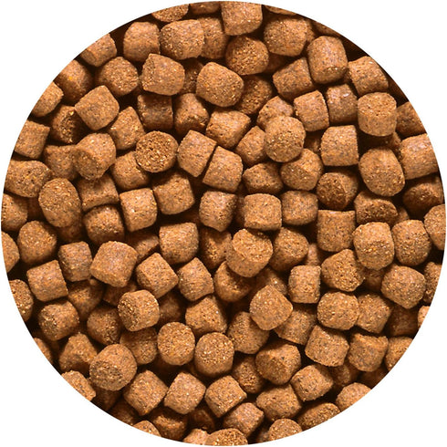 Hikari 12-Ounce Sinking Cichlid Gold Pellets, Medium for Pets