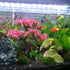 Didiseaon Aquarium Artificial Plants Decor, Pink Cherry Blossom Tree Grass Set Plastic for Fish Tank Accessories, Fish Tank Decorations