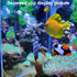 Coral Reef Grabber and Feeder, Aquarium Veggie Feeder and Food Clip, Anti-Rust Kits for Coral Feeding