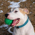 PetKORE 2.5", : FloTex Ball - Medium - Green, Dog Toy, Proprietary Rubber, Patented Open Airflow Grooves