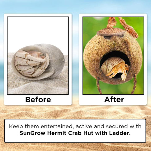SunGrow Hermit Crab Coco Hut with Ladder, Coconut Hide for Reptiles, Crab Cage Climbing Toys, 5"