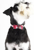 Small Dog Collar Puppy Cat Tiny Pet Bow Tie & Bandana Set, 2pcs PU Leather Canvas Scarf, Durable Camo-Red
