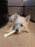 Pet Factory CareChewz Collagen Dog Chew Treats, 6-7" Small Wraps, Natural Flavor, 4 Count/1 Pack
