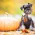 ADOGGYGO Fall Dog Necktie - Pet Tuxedo Collar with Orange Plaid Tie for Medium Dogs