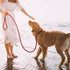 TwoEar 1/2" x 6FT Dog Slip Rope Leash, Heavy Duty Training Leash with Highly Reflective Threads for All Dogs