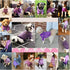 Jecikelon Purple Dog Sweater for Small Dogs, Soft Winter Clothing for Puppies, XXS XS, Cat Apparel (Large)