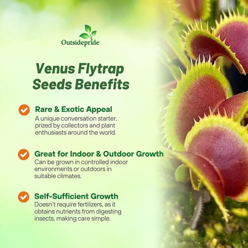10 Outsidepride Venus Flytrap Seeds - Pcs Perennial, Unique & Carnivorous, Indoor Plant Seeds for House Plants, Easy