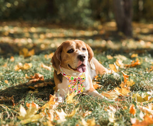Fall Dog Collar with Elegant Bow Tie - Durable Adjustable Colorful and Stylish Cotton Pet Collar, Available in Small Medium Large, L