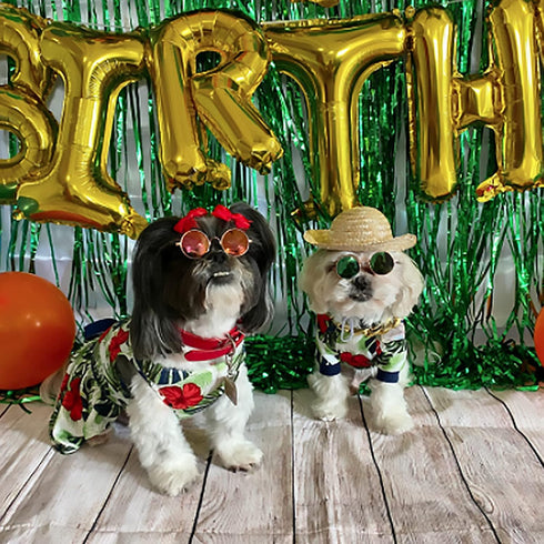 Weewooday 6 Pieces Dog Cat Costume - Pet Sunglasses and Summer Straw Hat with Faux Gold Chain Collar for Small Medium
