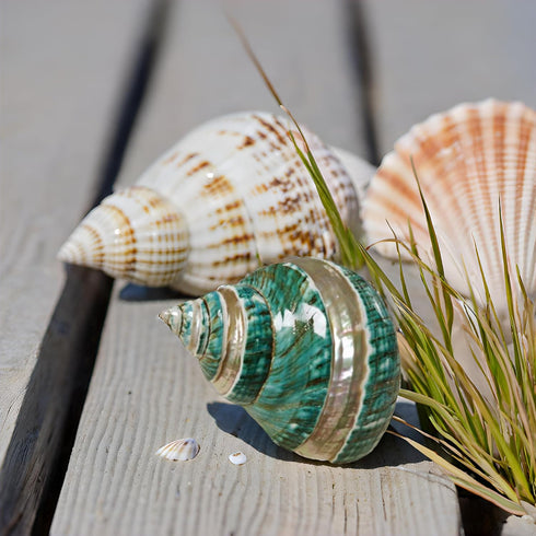 1PC Shell(3.1Inch ~4Inch),Used (1PC) Natural Large Hermit Crab Shells Turbo Shells Jade Green Banded Turbo as Hermit
