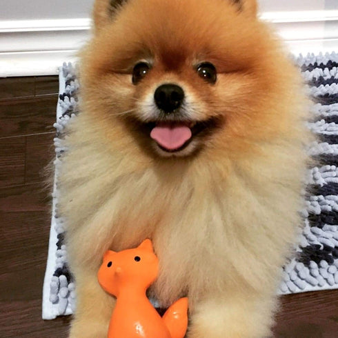 FOUFIT 85645 Zoo Chew Latex Toy for Dogs, Fox, 5" for Playtime and Chewing